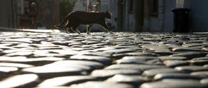 Auf der Insel befinden sich Katzen seit drei Jahren in Lebensgefahr.