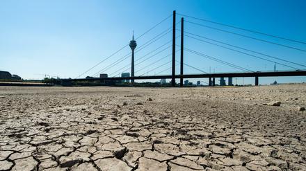 Die Erde im Flussbett des Rheins ist aufgrund der Dürre ausgetrocknet und aufgerissen.