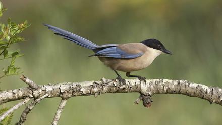 Bereit zum Abflug. Ihr auffällig langer Schwanz macht die Blauelstern zu geschickten Fliegern.