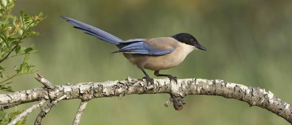 Bereit zum Abflug. Ihr auffällig langer Schwanz macht die Blauelstern zu geschickten Fliegern.