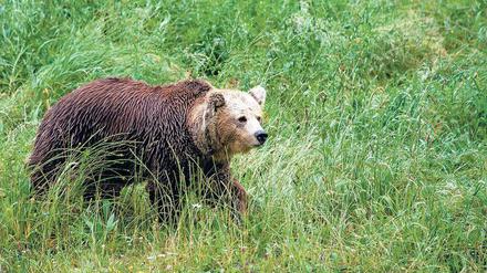 Bären-Marke. Braunbären tragen noch Höhlenbär-DNS in sich. 