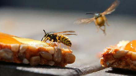 Die Wespenplage macht besonders Allergikern schwer zu schaffen.