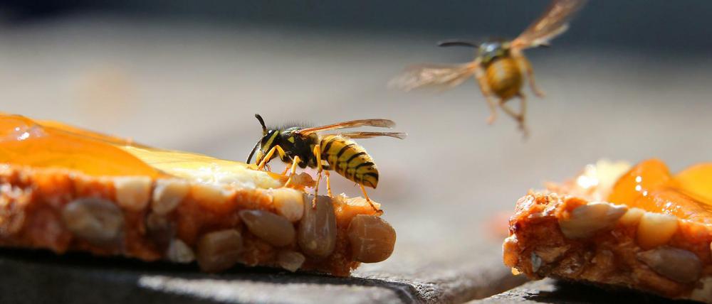 Die Wespenplage macht besonders Allergikern schwer zu schaffen.
