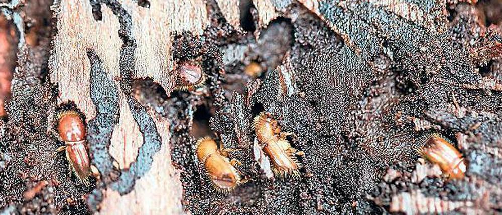 Der Borkenkäfer fühlt sich in diesem Sommer besonders wohl.