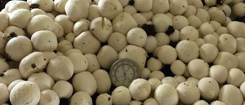 Die Druckstellen genomeditierter Champignons laufen nicht mehr braun an. Eine Veränderung, die einer natürlichen Mutation nachempfunden ist, weshalb die zuständige US-Behörde USDA die Pilze nicht als gentechnisch verändert einstufte. In Europa fordern Experten nun ähnliche Gesetze.