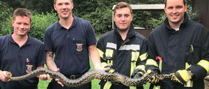 Feuerwehrleute halten die im Latumer See gefangene Gelbe Anakonda.
