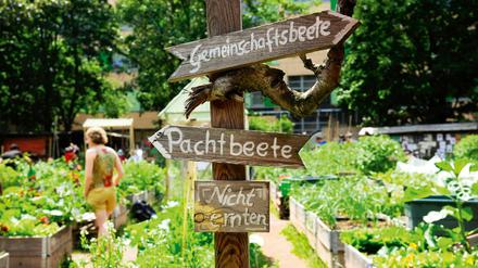 Der interkulturelle Gemeinschaftsgarten "Himmelbeet" in Berlin-Wedding muss dem ersten Fußball-Bildungszentrum Europas weichen.