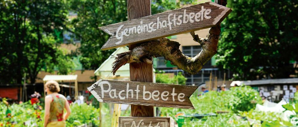 Der interkulturelle Gemeinschaftsgarten "Himmelbeet" in Berlin-Wedding muss dem ersten Fußball-Bildungszentrum Europas weichen.