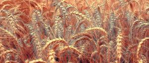 Zum Essen - und Fressen. Weizen verzehren nicht nur Menschen, sondern auch Insekten. je wärmer es wird, desto größer die Schäden.