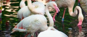 Der Flamingo Ingo ist mit 71 Jahren das älteste Tier des Zoo Berlin.
