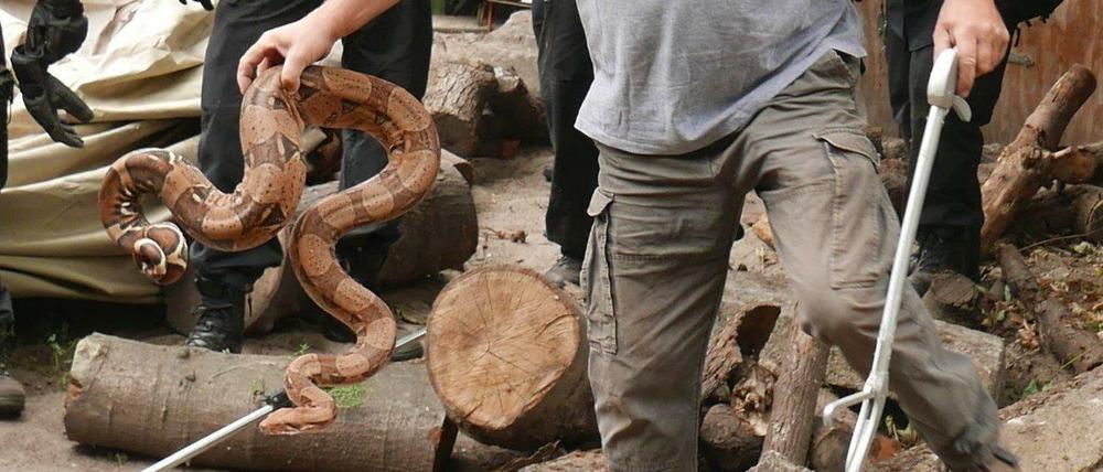 Boa Constrictor ist eine Würgeschlange, die Kindern gefährlich hätte werden können.