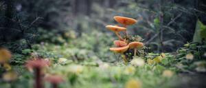 Der Herbst ist keine schlechte Jahreszeit.