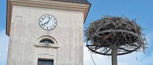 Forschung und Leere. In Lebus im Kreis Märkisch-Oderland ist es einfacher, die Kirche im Dorf zu behalten, als die Störche. Derzeit läuft die Auswertung der Daten für 2018. Dass es in Brandenburg eher ein schlechtes Storchenjahr war, ist schon jetzt sicher.