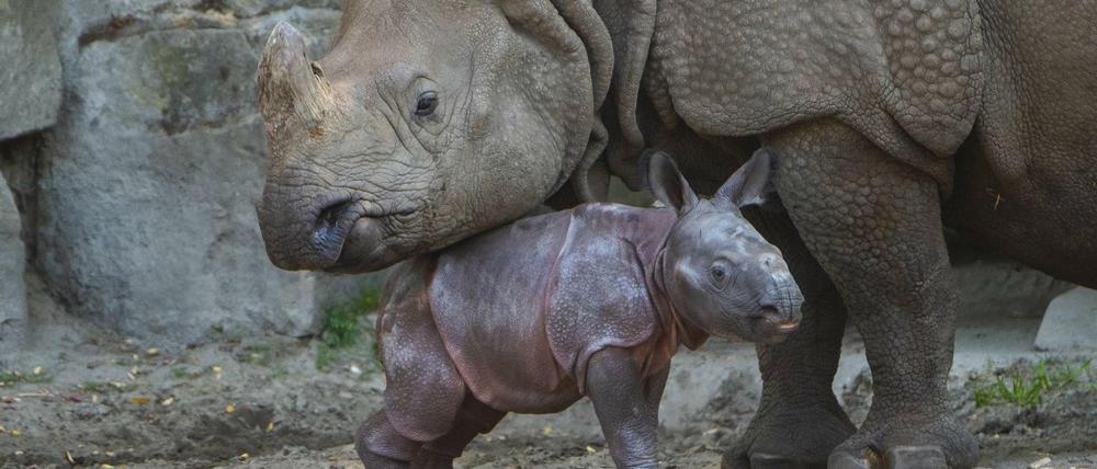 Panzernashornmama Betty und siebtes Baby.