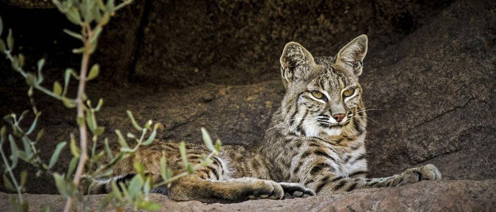 Rotlüchse leben in Kanada, den USA und Mexiko und verbringen den Tag am liebsten mit Dösen in Höhlen.