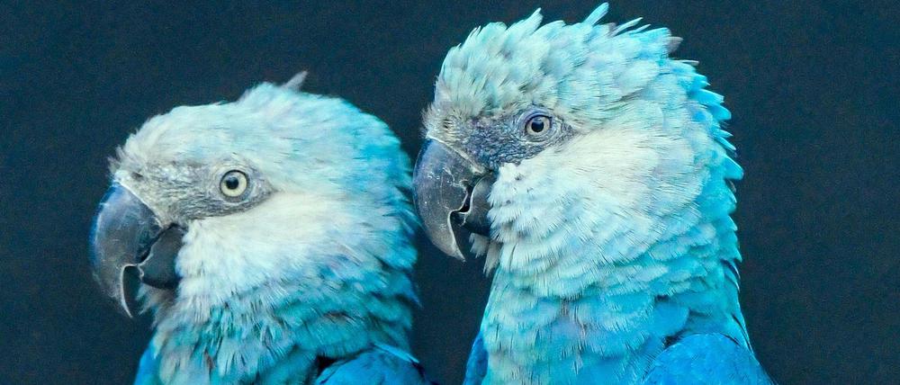 Der Blaue aus Bahia. Es leben noch ein paar Spix-Aras in Gefangenschaft. In freier Wildbahn hat man trotz recht intensiver Suche schon sehr lange keinen mehr beobachtet. Damit erfüllt die Art die Kriterien für ein trauriges Etikett. Auf ihm steht: "Ausgestorben"