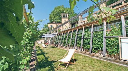 Am Winzerberg in Potsdam kann endlich wieder zur Weinverkostungen geladen werden.