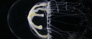 Undatierte mikroskopische Aufnahme einer etwa zehn Millimeter großen Qualle.