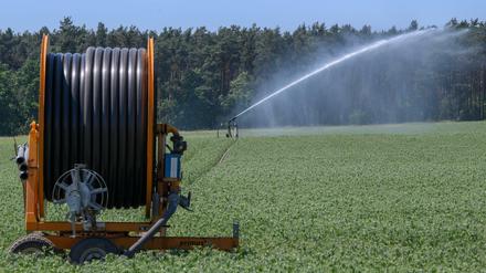 Erfolgreiche Landwirtschaft braucht viel Wasser. Der Verbrauch ließe sich mit einer fleischarmen Ernährungsweise drastisch reduzieren, haben Forscher errechnet.