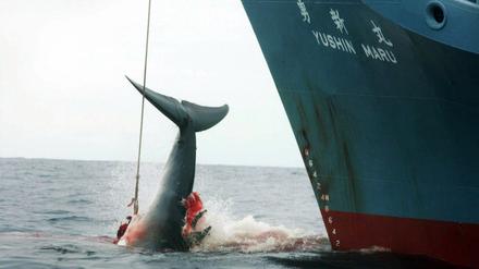Ein harpunierter Wal wird an Bord des japanischen Walfangschiffes "Yushin Maru" gezogen. Japan jagt Wale nur zu wissenschaftlichen Zwecken - so jedenfalls die offizielle Darstellung. 