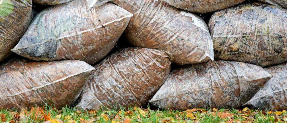 Transparente Plastiksäcke, gefüllt mit Herbstlaub.