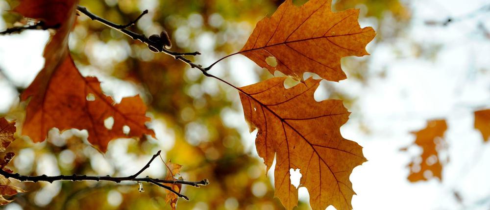 Bald ist es wieder soweit: Herbstlaub an einem Baum im Tiergarten.