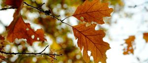 Bald ist es wieder soweit: Herbstlaub an einem Baum im Tiergarten.