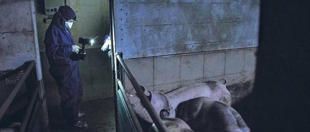 Der Deutsche Bauernverband bezeichnet die Arbeit der Tierschutz-Aktivisten als „Selbstjustiz“.
