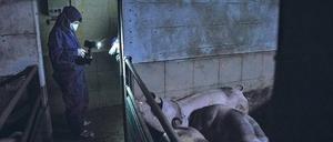 Der Deutsche Bauernverband bezeichnet die Arbeit der Tierschutz-Aktivisten als „Selbstjustiz“.