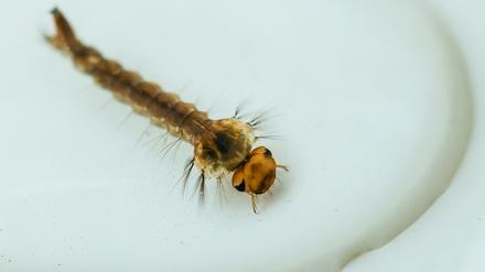 Mikroplastik kann von Mückenlarven aufgenommen werden, so dass es auch in die ausgewachsenen Mücken und Tiere, die sich von den Fluginsekten ernähren, gelangen kann. 