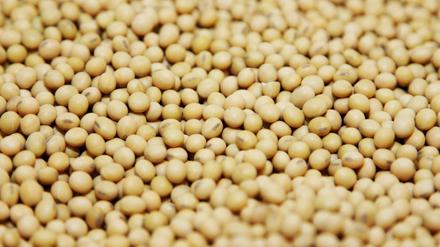 Sojabohnen werden in Europa vor allem für Tierfutter und für die Milchproduktion eingesetzt.
