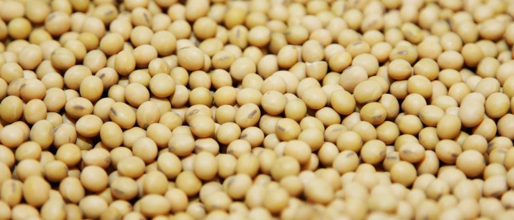 Sojabohnen werden in Europa vor allem für Tierfutter und für die Milchproduktion eingesetzt.