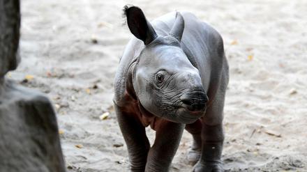 Der neugeborene Panzernashorn hat jetzt einen Namen.