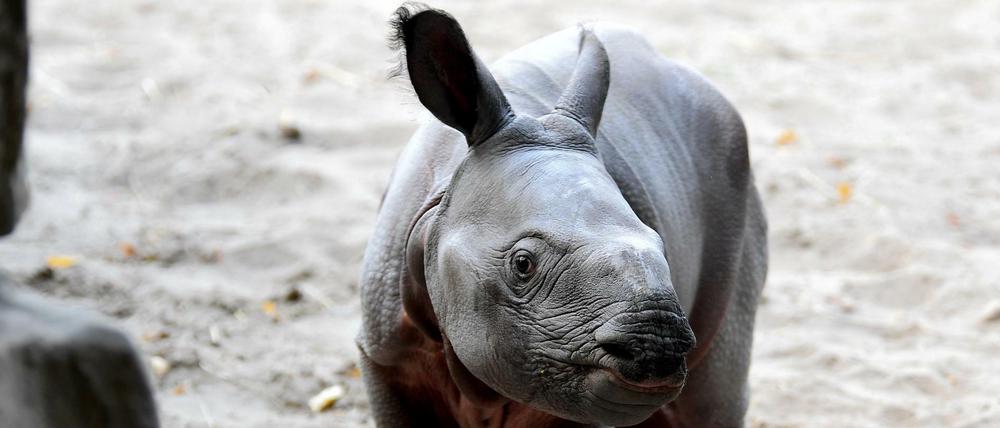 Der neugeborene Panzernashorn hat jetzt einen Namen.