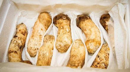 Dieses vom südkoreanischen Präsidialamt zur Verfügung gestellte Foto zeigt Pilze der Sorte Matsutake oder Kiefernpilz.