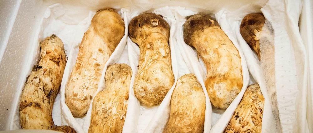 Dieses vom südkoreanischen Präsidialamt zur Verfügung gestellte Foto zeigt Pilze der Sorte Matsutake oder Kiefernpilz.