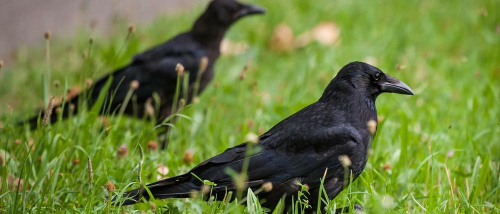 Unglücksbote: Weil er ihm vom Ehebruch seiner Gattin berichtete, strafte Apoll den Raben mit schwarzem Gefieder und einer krächzenden Stimme.