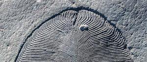 Fossiles Vieh. Cholesterinspuren zeigen, dass Ediacaras Tiere waren.