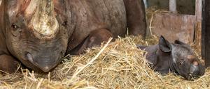 Das 20 Kilo schwere Nashornbaby mit seiner Mutter