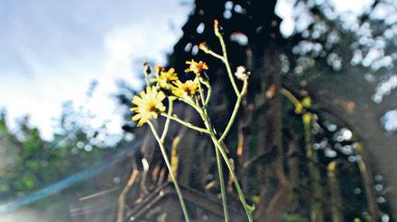 Zionskirchhof an der Dietzgenstraße in Berlin-Pankow 