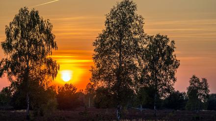 Sommer-Wehmut beim Sonnenuntergang im Naturschutzgebiet der Reicherskreuzer Heide nahe Pinnow.