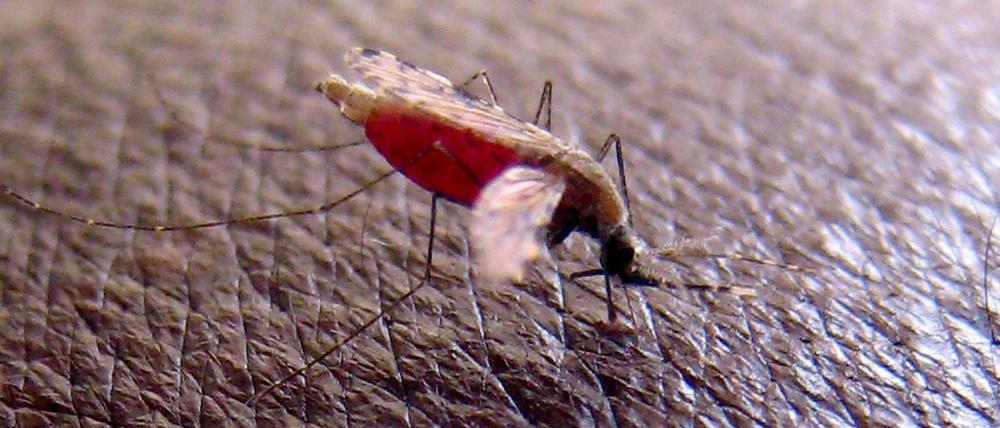 Eine Mücke der Art Anopheles gambiae bei der Blutmahlzeit.