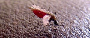 Eine Mücke der Art Anopheles gambiae bei der Blutmahlzeit.