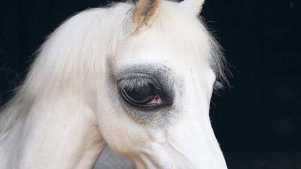  Pferdekopf mit übergroßen Augen aus Agnieszka Polskas Video „The Demon’s Brain“. 