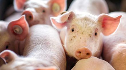 Spüren Ferkel Schmerz? Viele Landwirte sagen, die Kastration tue den Tieren nicht weh, wenn sie erst zwei oder drei Tage alt sind. Tierschützer sehen das völlig anders. 