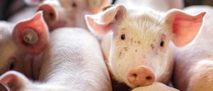 Spüren Ferkel Schmerz? Viele Landwirte sagen, die Kastration tue den Tieren nicht weh, wenn sie erst zwei oder drei Tage alt sind. Tierschützer sehen das völlig anders.