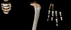 Fingerknochen (re.) eines jungen männlichen Neandertalers, gefunden in der Höhle El Sidrón (Asturien, Spanien).