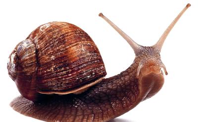 Deutschland im Rennen um Spitzenplätze in der E-Mobility-Technik.