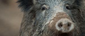 Gestatten: Wildschwein. 