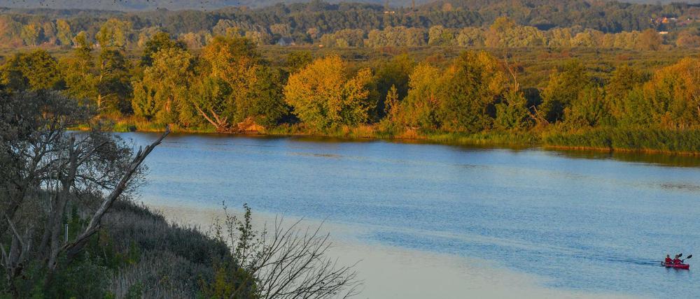Blick über die Westoder bei Mescherin in Brandenburg